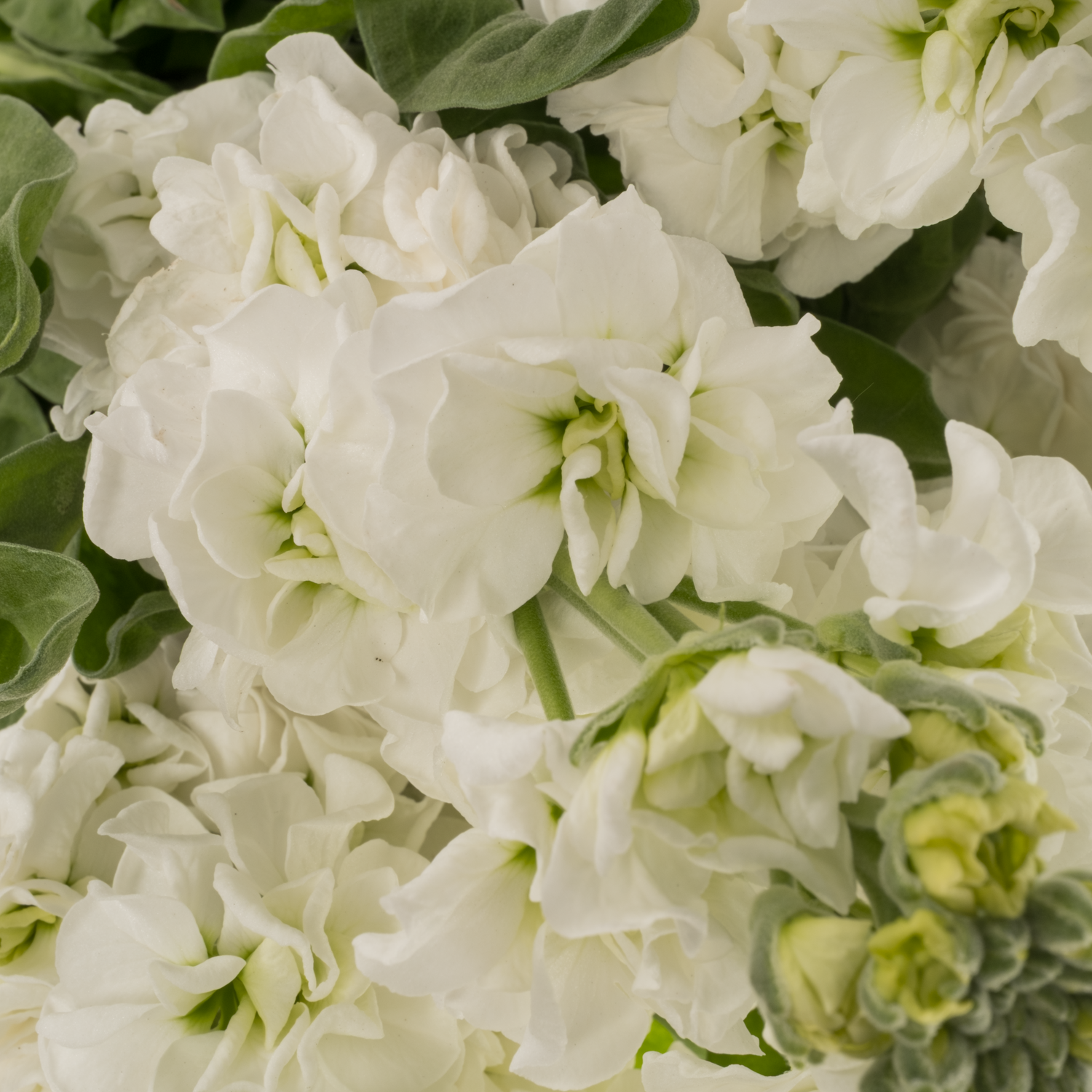 Levkoje weiss StoX White 60cm