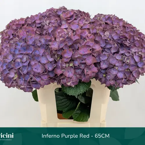 Hortensie lila Inferno Purple Bol 20cm 65cm