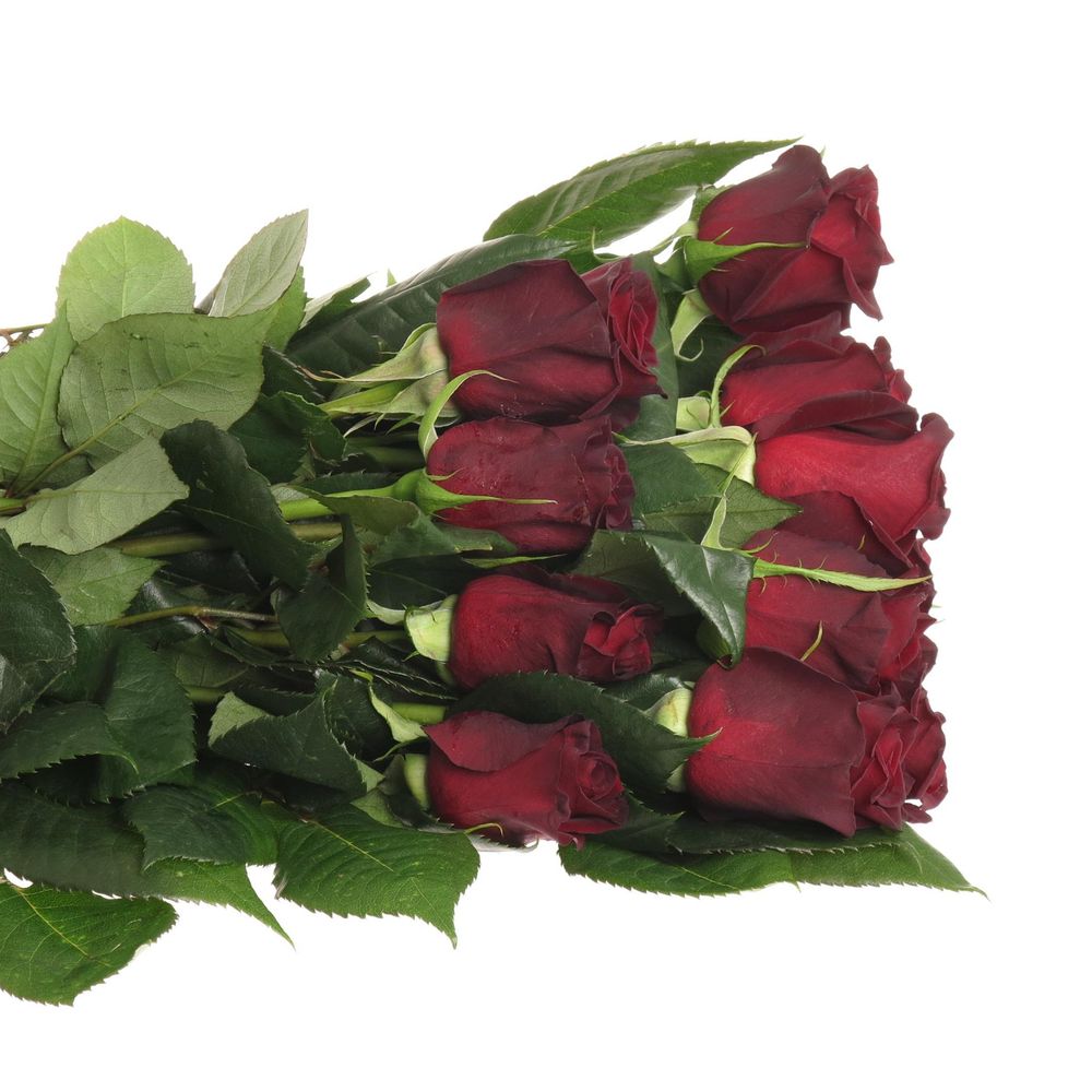 Rose schwarz Black Baccara (Ec) 50cm