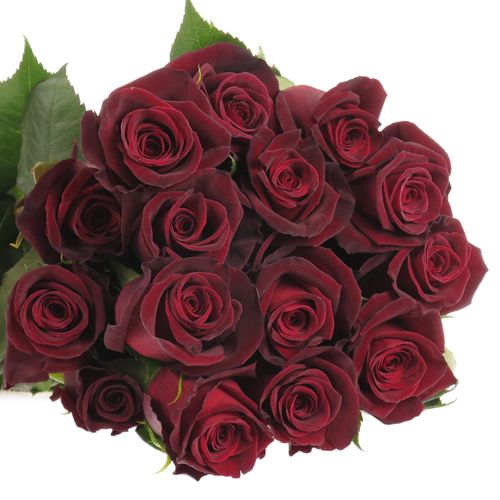Rose schwarz Black Baccara (Ec) 50cm