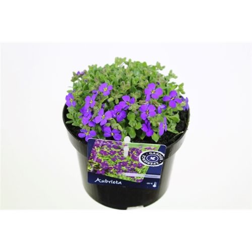 Aubrieta Blaumeise13 H15