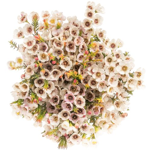 Wachsflower weiss Moonlight 15 Gramm 40cm