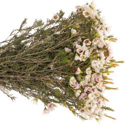 Wachsflower weiss Moonlight 15 Gramm 40cm