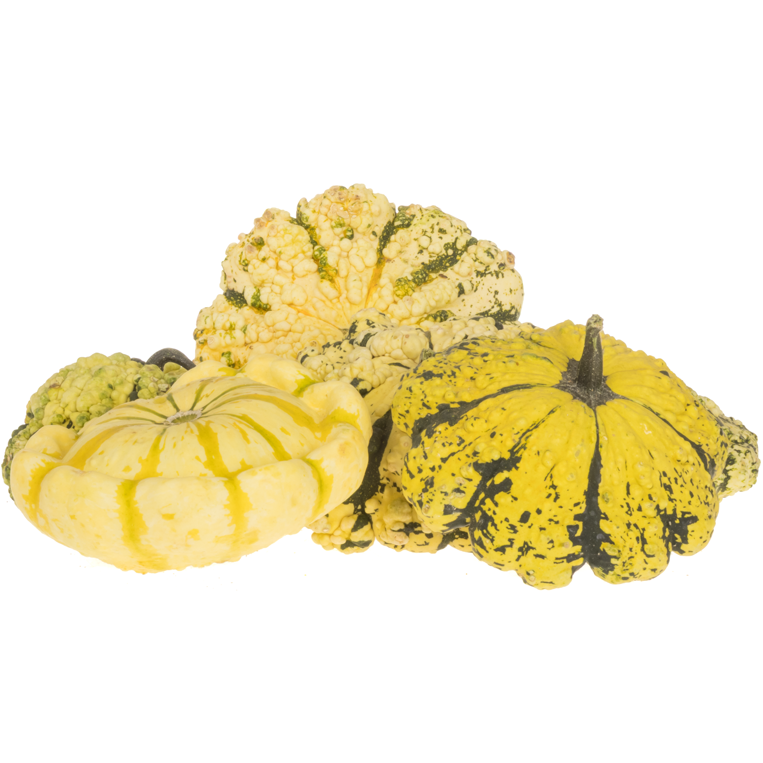 Zierkürbis mix Patisson 15cm
