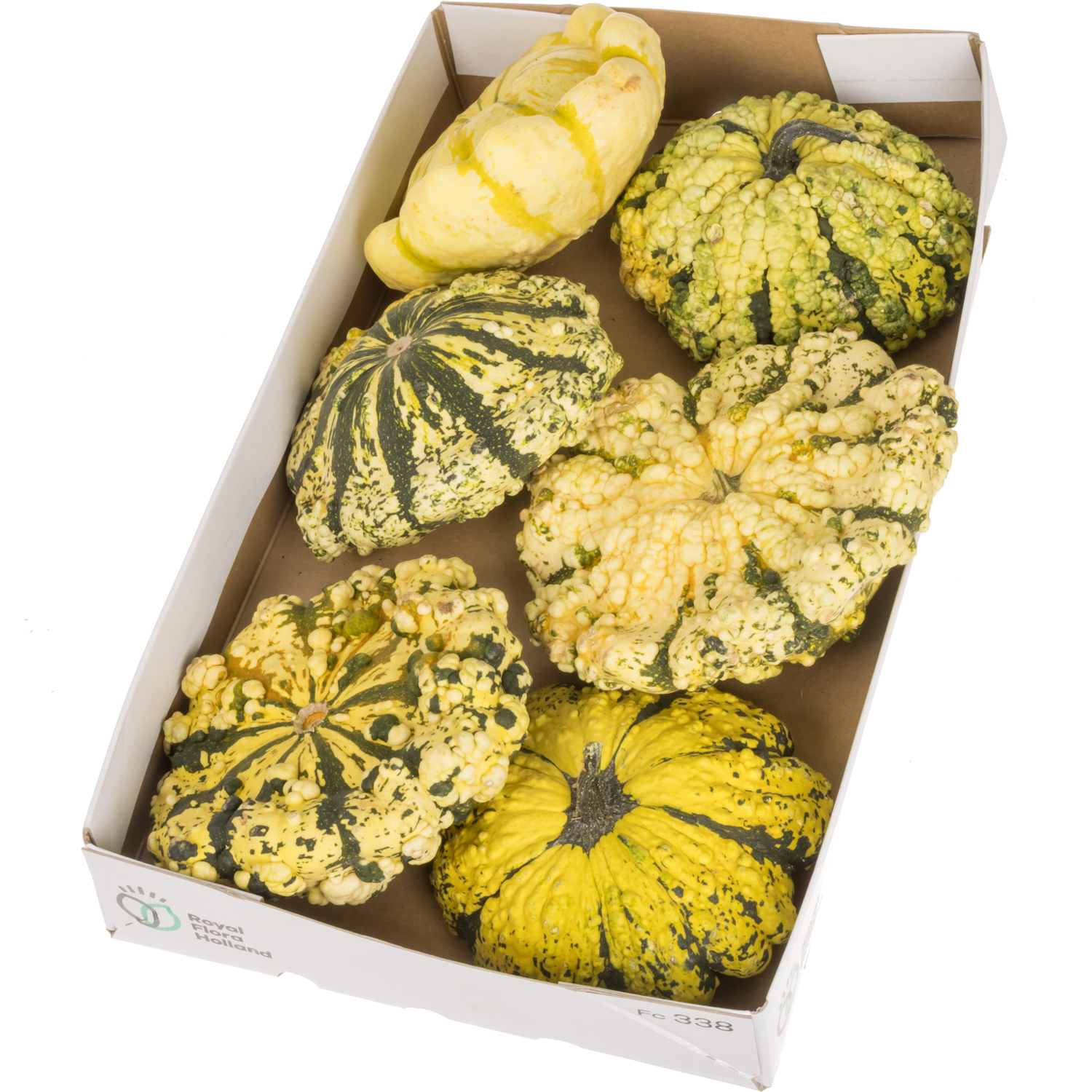 Zierkürbis mix Patisson 15cm