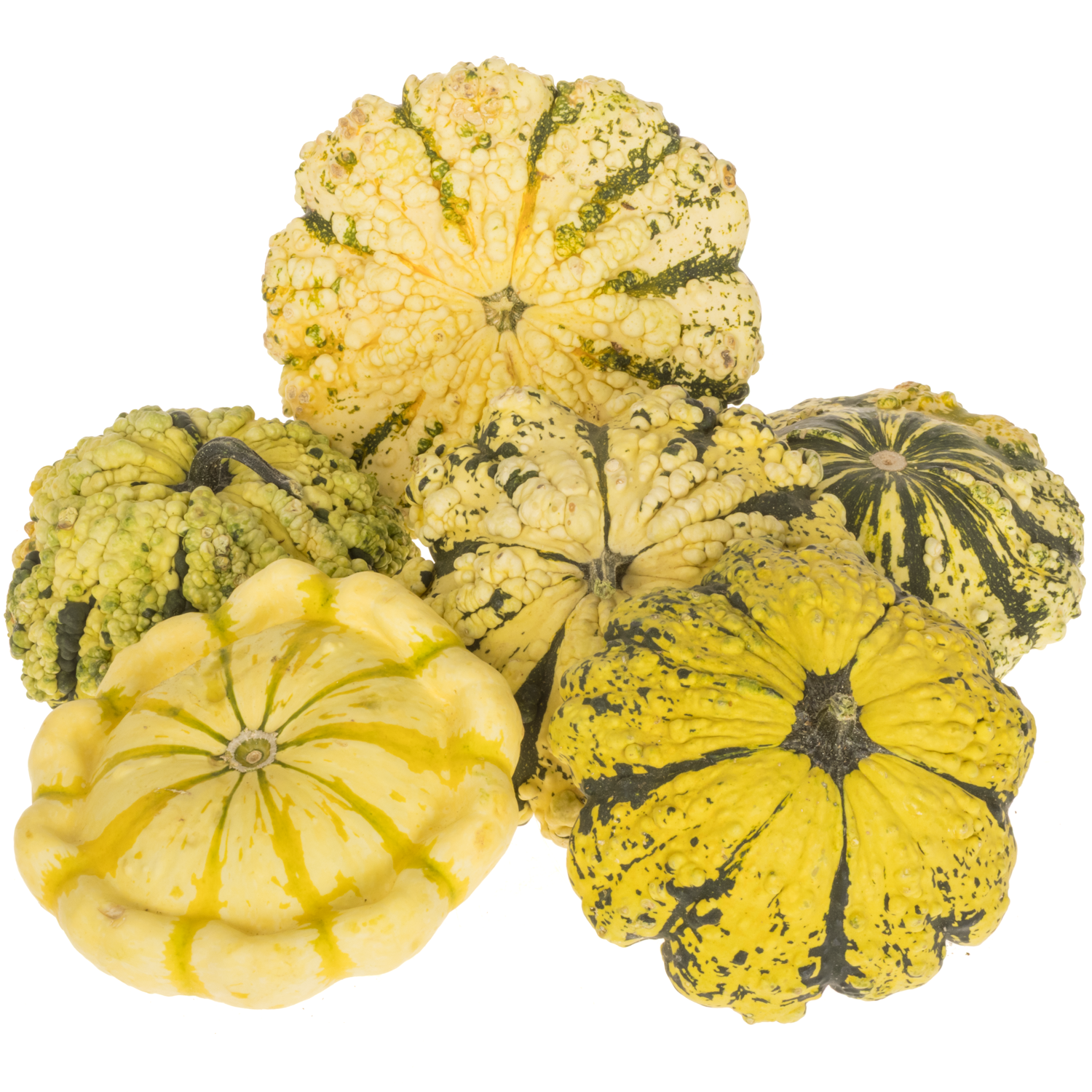 Zierkürbis mix Patisson 15cm