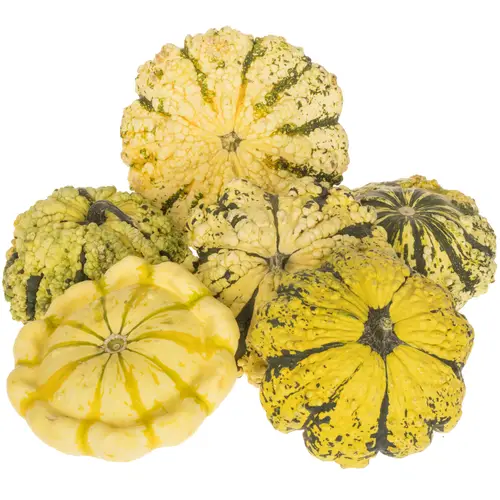 Zierkürbis mix Patisson 15cm