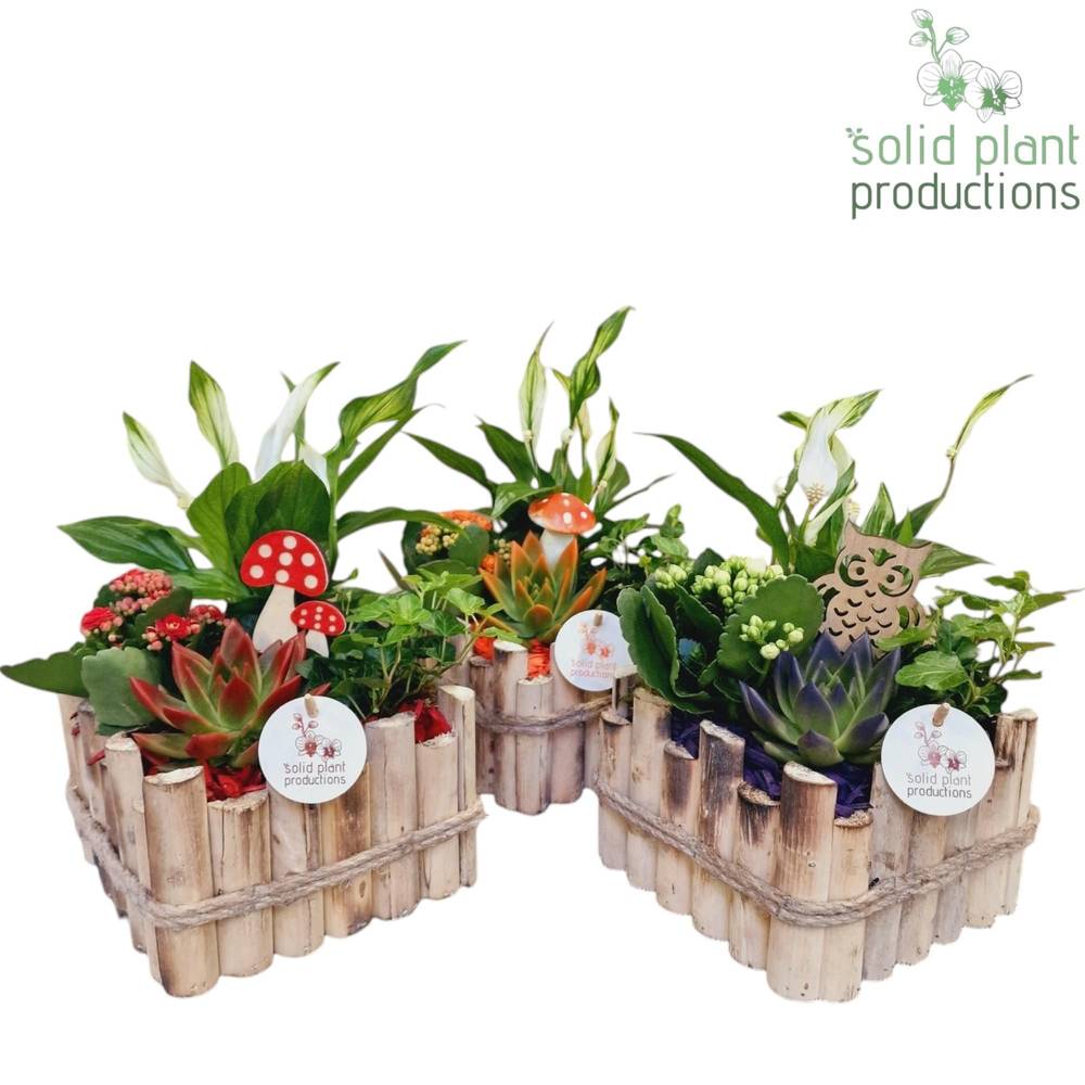 Spath.Arr mix HSE004A Verona Herbst T18 H035