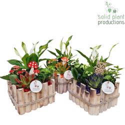 Spath.Arr mix HSE004A Verona Herbst T18 H035