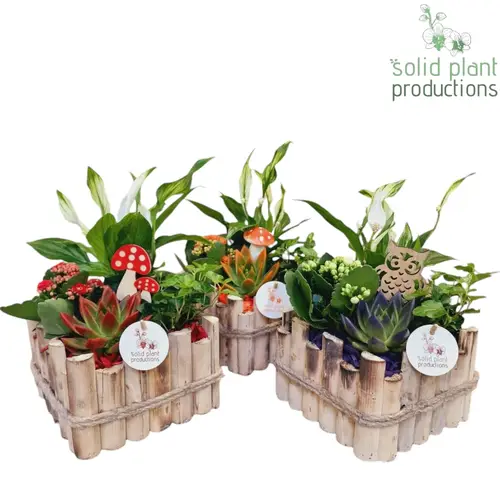 Spath.Arr mix HSE004A Verona Herbst T18 H035