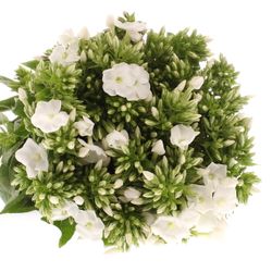 Phlox weiss Bündel 40cm