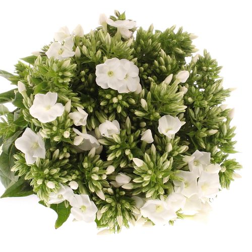 Phlox weiss Bündel 40cm