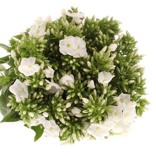 Phlox weiss Bündel 40cm