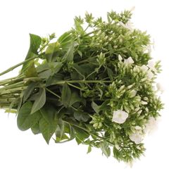 Phlox weiss Bündel 40cm