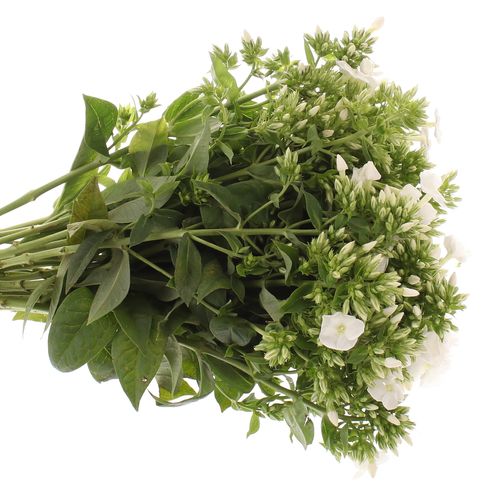 Phlox weiss Bündel 40cm