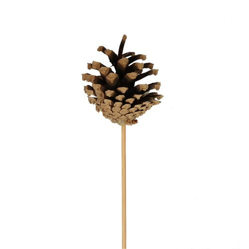 Zapfen/Stab natur D06cm L50cm
