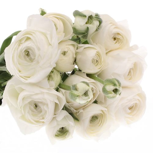 Ranunkel weiss Snowflake 35 Gramm  45 cm
