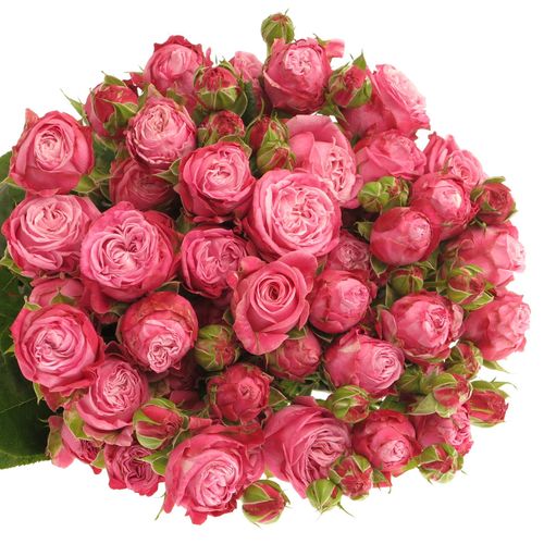 Rose verzweigt rosa Lady Bombastic 5+Blüte 70cm