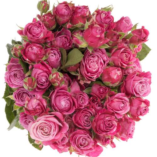 Rose verzweigt dunkel rosa Lady Bombastic 5+Blüte 70cm