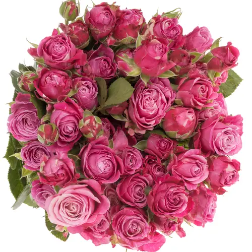 Rose verzweigt dunkel rosa Lady Bombastic 5+Blüte 70cm