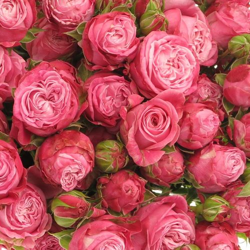 Rose verzweigt rosa Lady Bombastic 5+Blüte 70cm