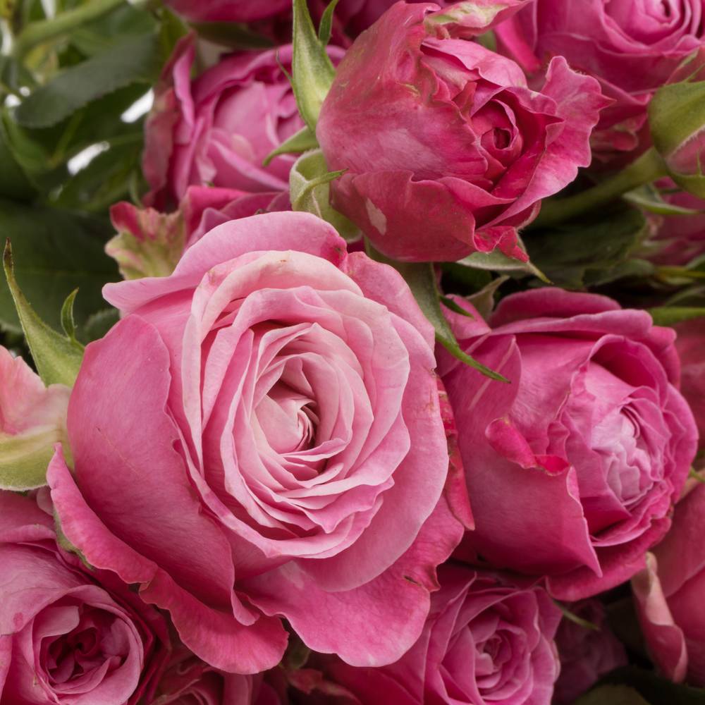 Rose verzweigt dunkel rosa Lady Bombastic 5+Blüte 70cm