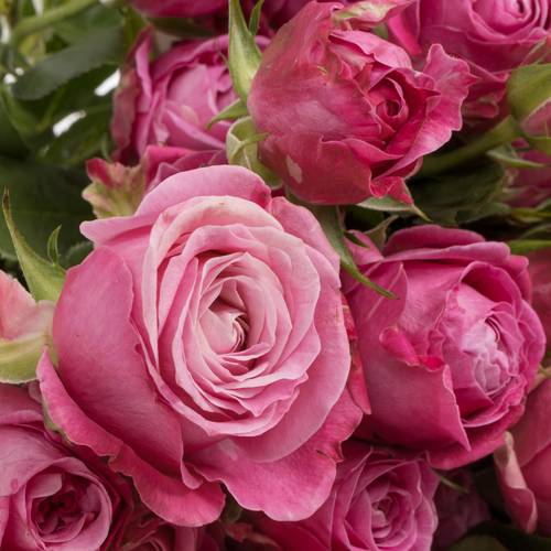Rose verzweigt dunkel rosa Lady Bombastic 5+Blüte 70cm