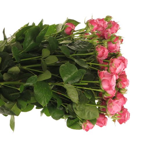 Rose verzweigt rosa Lady Bombastic 5+Blüte 70cm