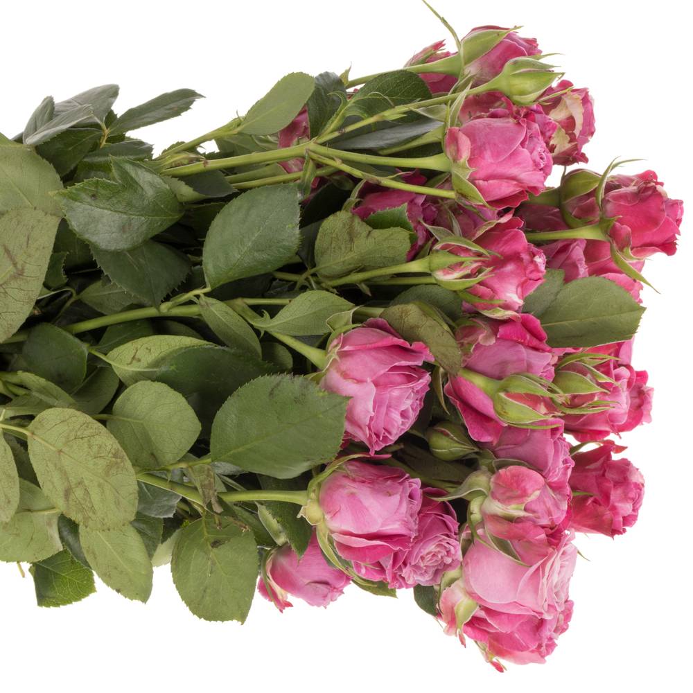 Rose verzweigt dunkel rosa Lady Bombastic 5+Blüte 70cm