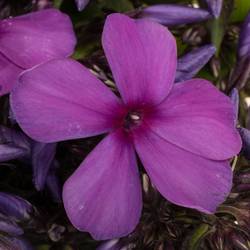 Phlox dunkel lila 50cm