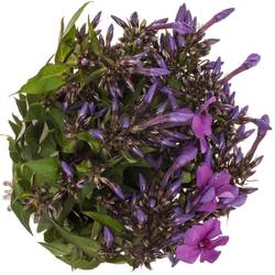 Phlox dunkel lila 50cm