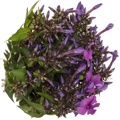 Phlox dunkel lila 50cm