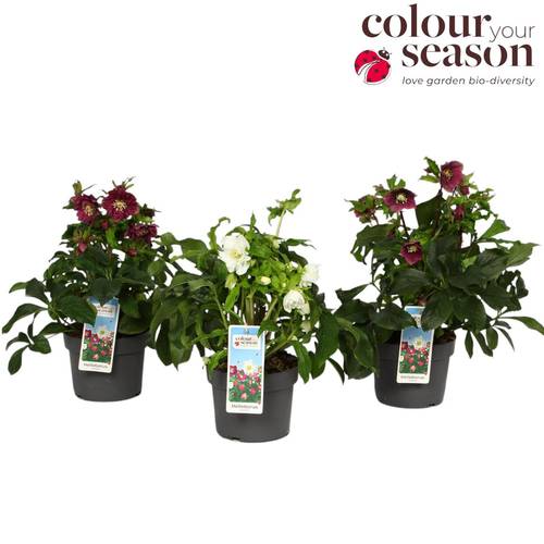 Helleb.mix Orientalis T19 H035