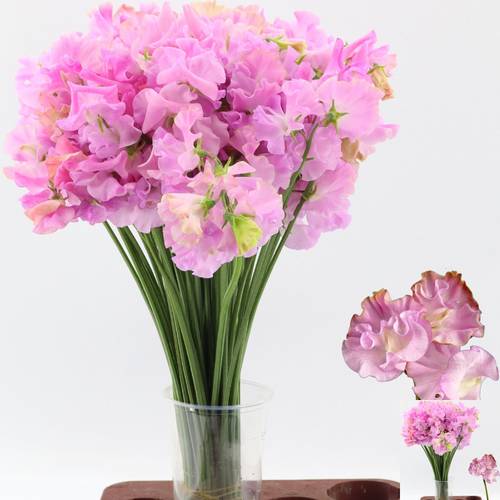 Wicken rosa Misty Lilac 40cm