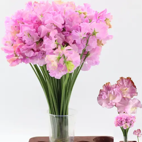 Wicken rosa Misty Lilac 40cm