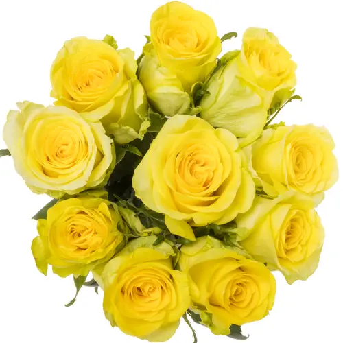 Rose gelb Gold Play 50cm