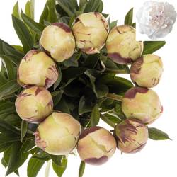 Pfingstrose weiss/hell rosa gefüllt Odile 40cm