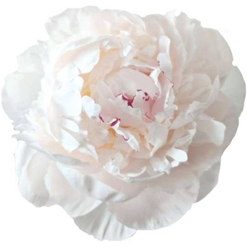 Pfingstrose weiss/hell rosa gefüllt Odile 40cm