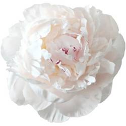 Pfingstrose weiss/hell rosa gefüllt Odile 40cm