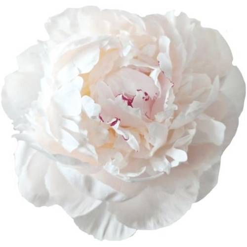 Pfingstrose weiss/hell rosa gefüllt Odile 40cm