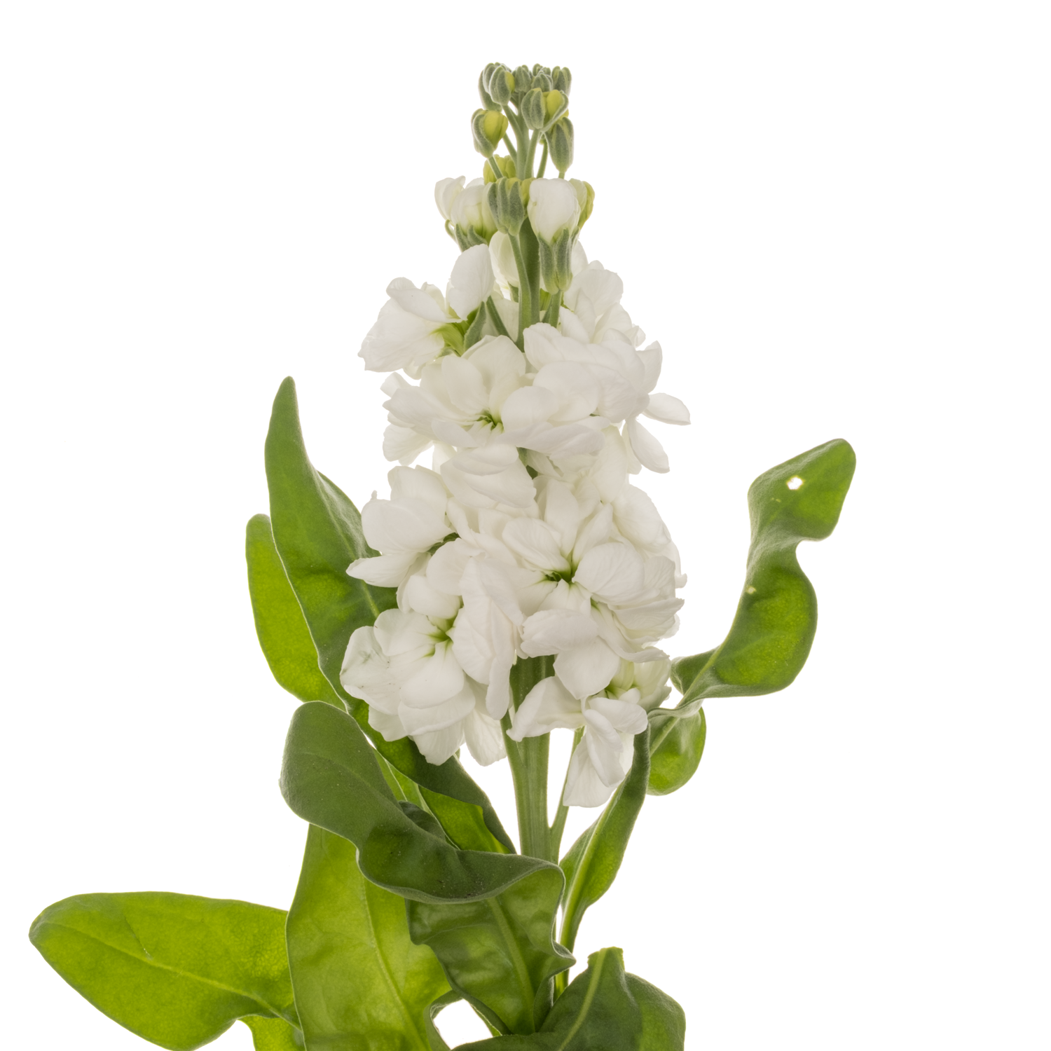 Levkoje weiss Mathilda White 60cm