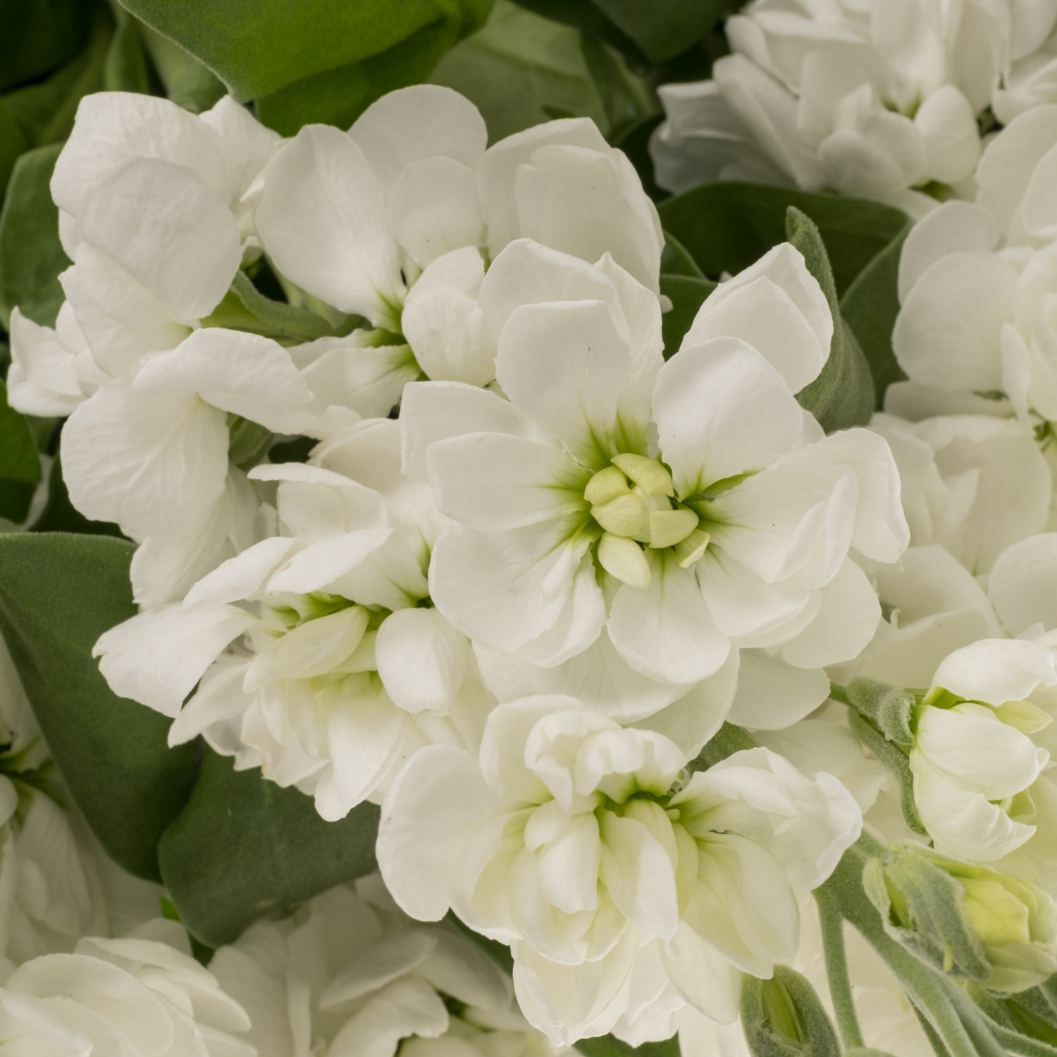 Levkoje weiss Mathilda White 60cm
