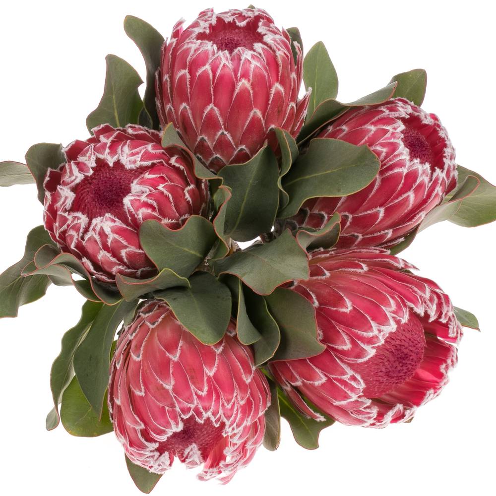 Protea rot Empress 40cm