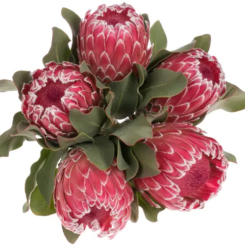 Protea rot Empress 40cm
