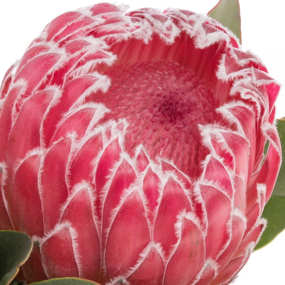 Protea rot Empress 40cm