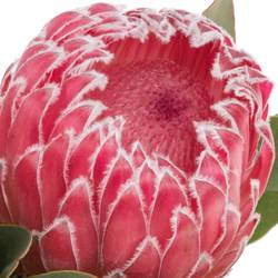Protea rot Empress 40cm