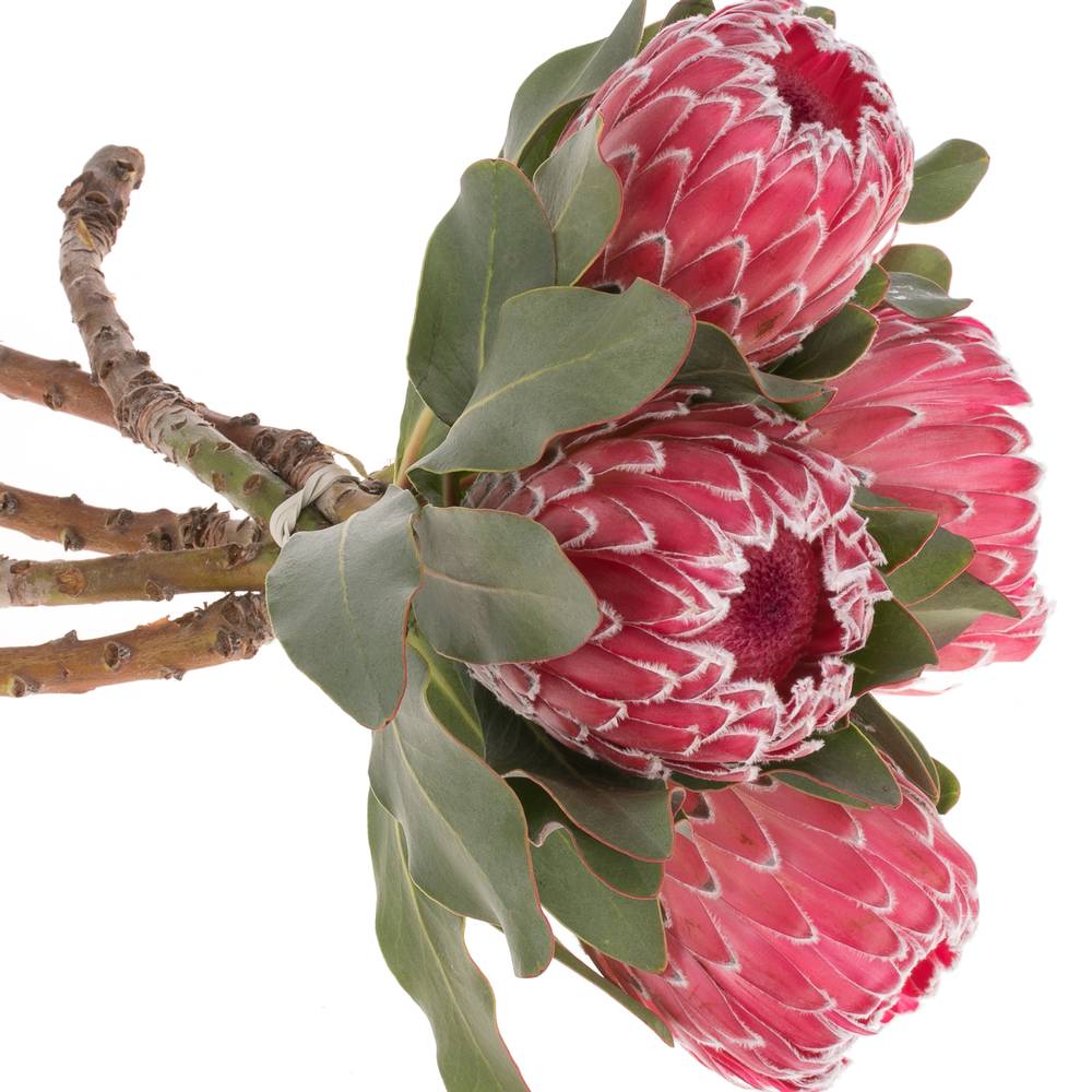 Protea rot Empress 40cm
