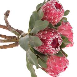 Protea rot Empress 40cm