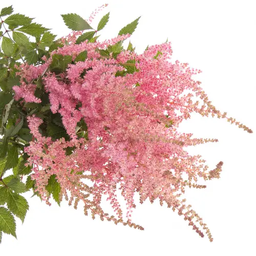 Spirea rosa Erika 45cm