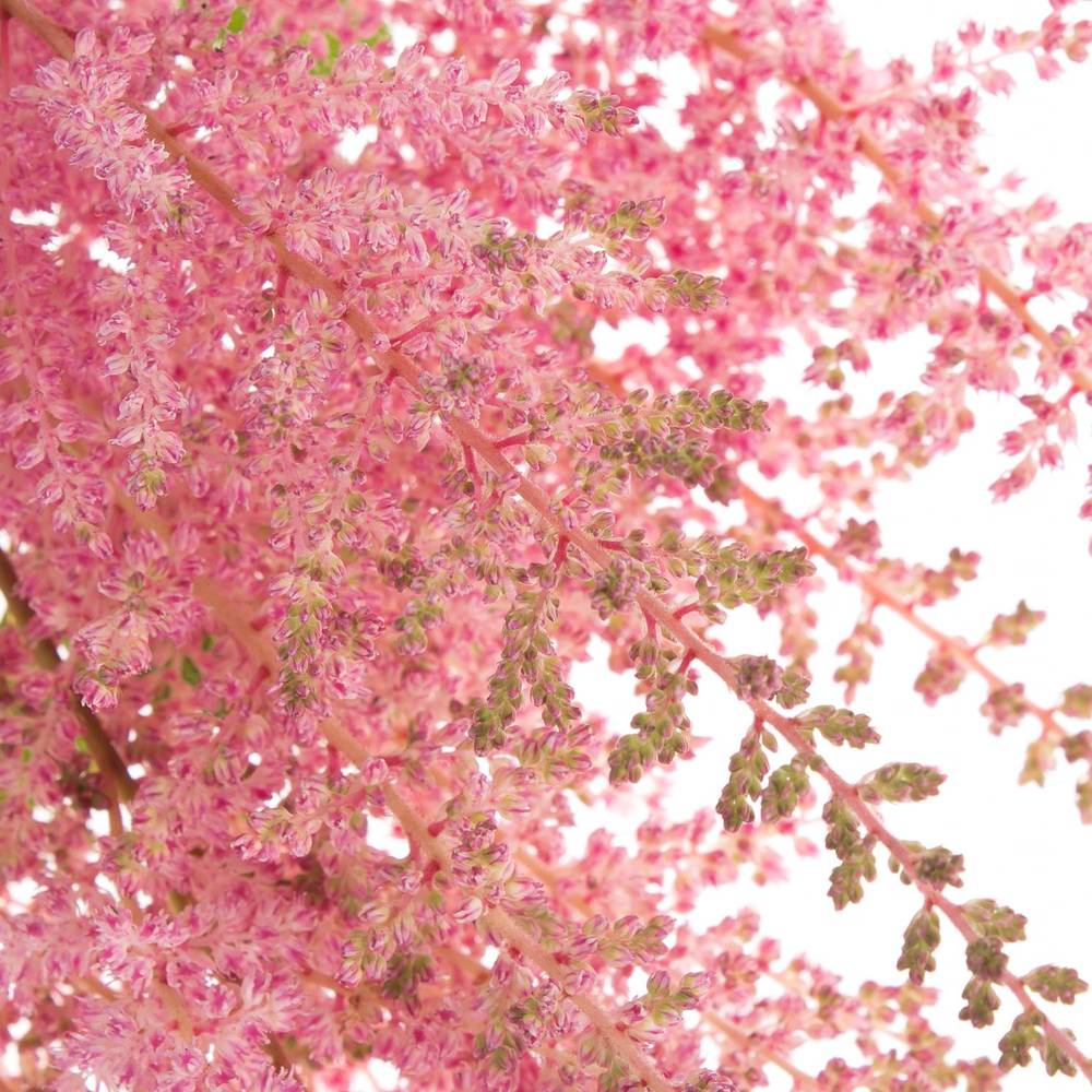 Spirea rosa Erika 45cm